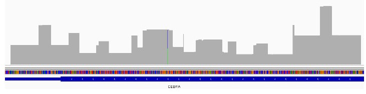 high-coverage-of-cebpa-gene.jpg